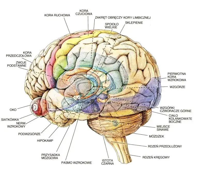 m&oacute;zg ludzki budowa i funkcje