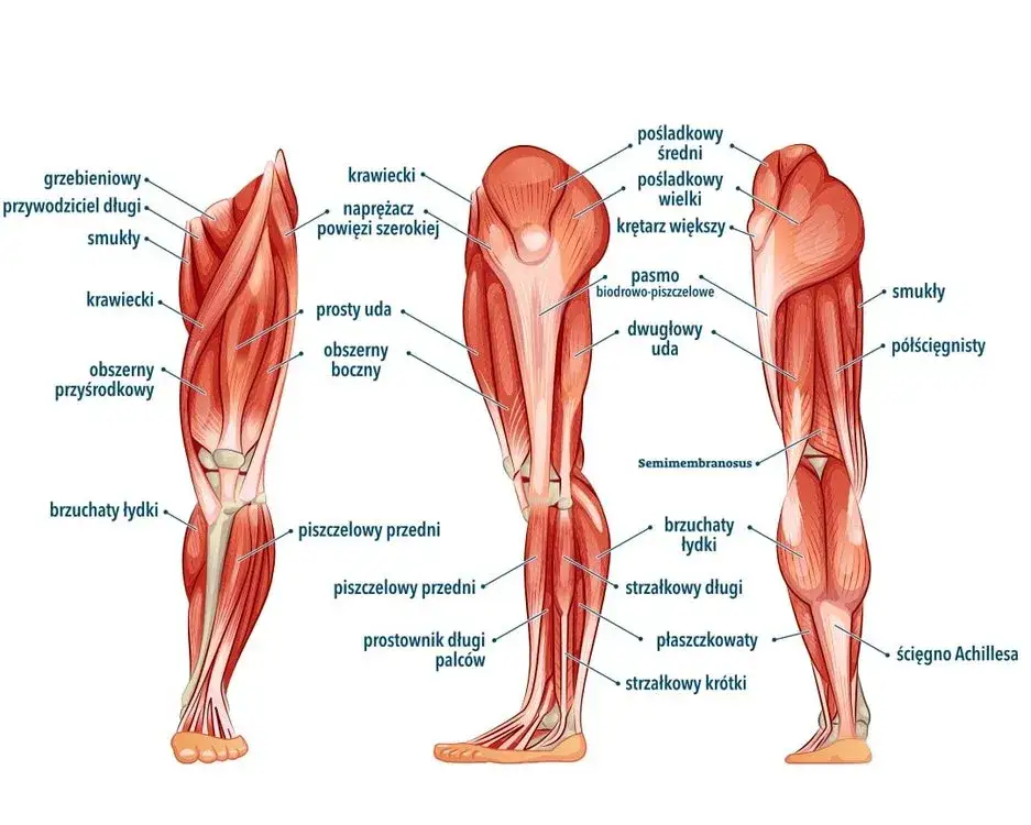 Anatomia mięśni łydki schemat