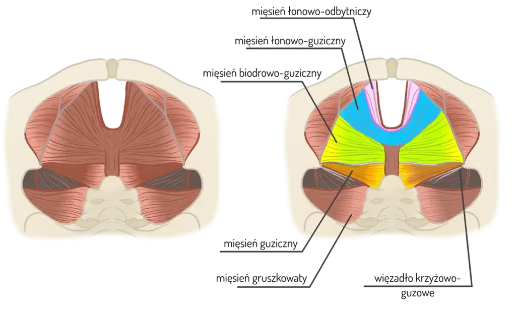 mięśnie dna miednicy anatomia