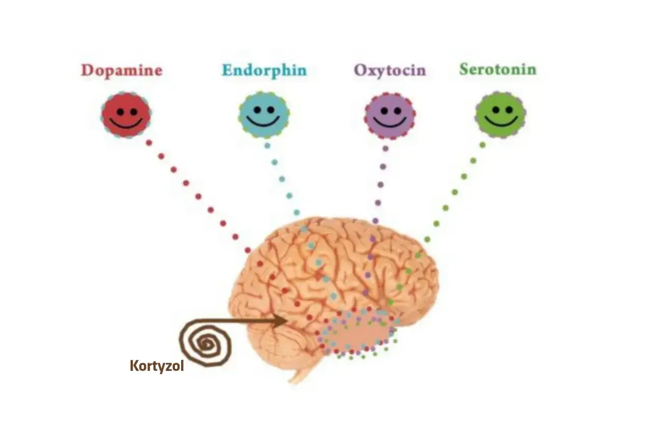 endorfiny dopamina serotonina m&oacute;zg aktywność fizyczna