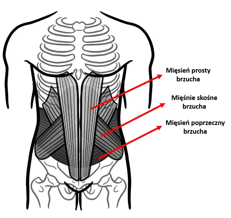Anatomia mięśni brzucha schemat
